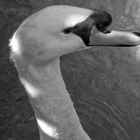 The swan in b/w