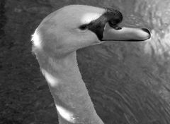 The swan in b/w