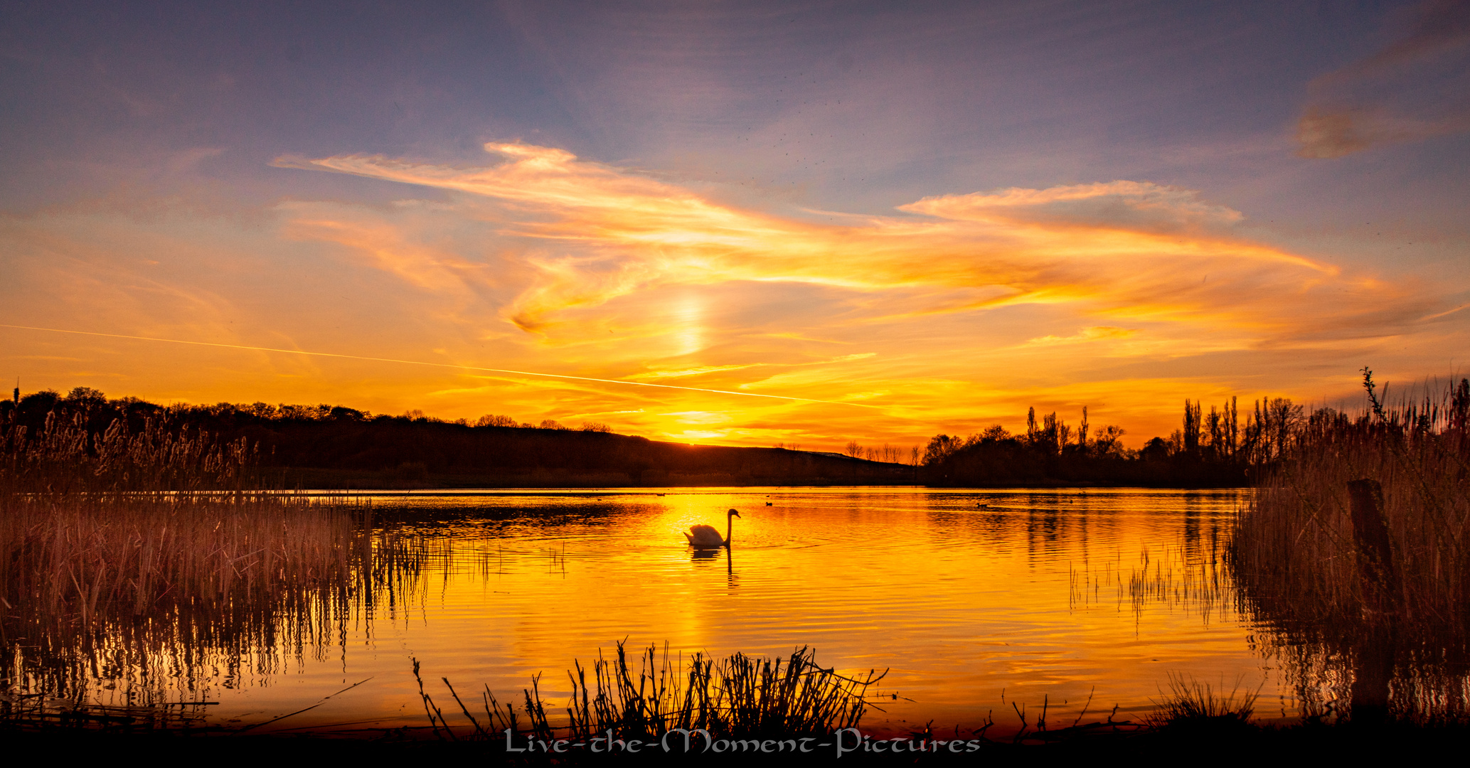 The Swan in golden Light