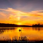 The Swan in golden Light