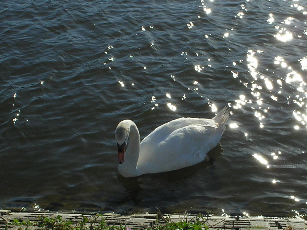 the swan in the lights