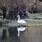 ...the swan in the Rhine floodplains...