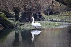 ...the swan in the Rhine floodplains...