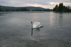 The Swan Lake