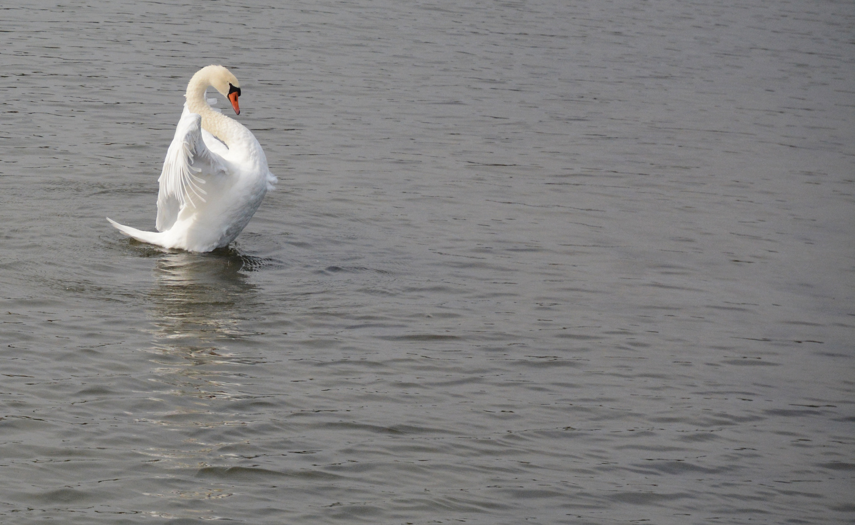 The swan limber up