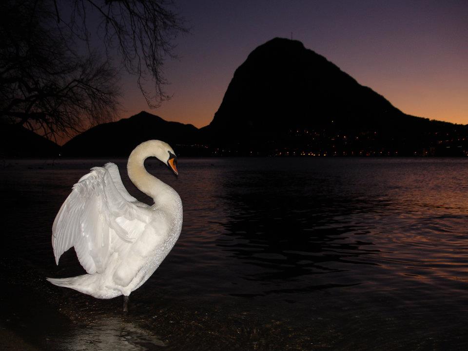 The swan of sunset