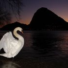 The swan of sunset