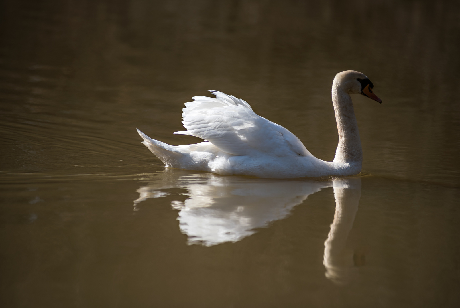 the swan - ruhig und stolz