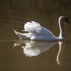 the swan - ruhig und stolz