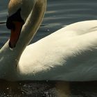 The swan_impressions II