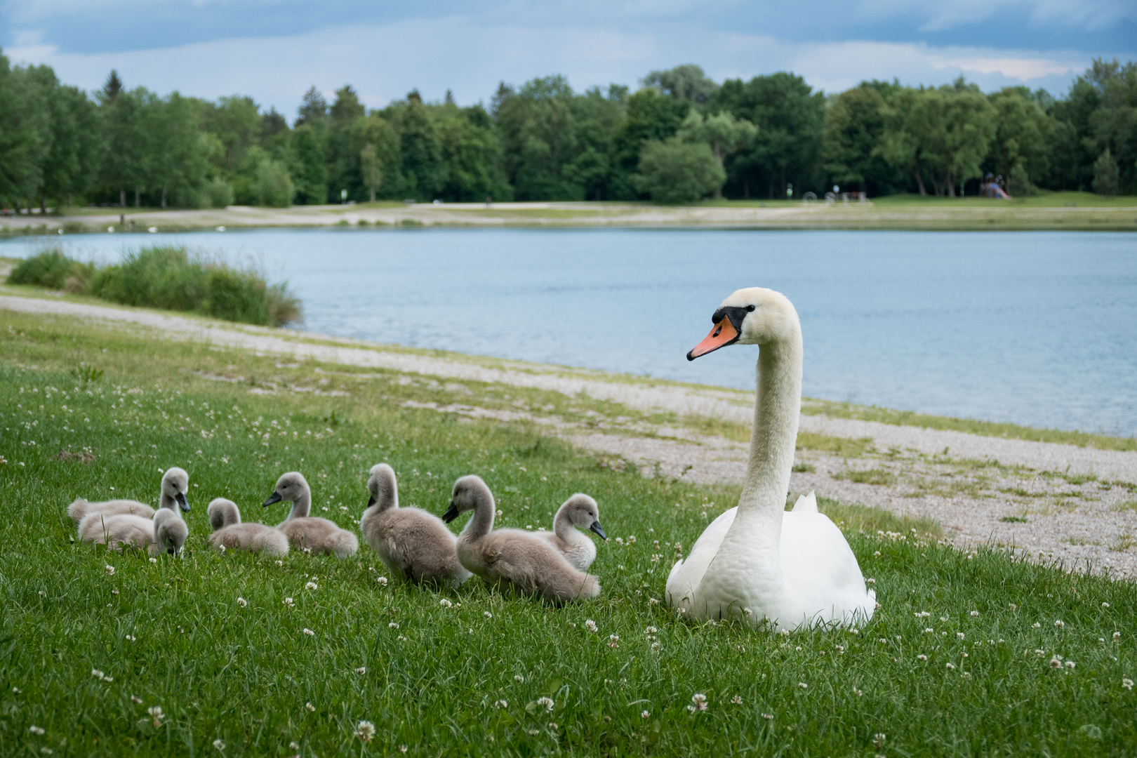 The Swans 