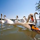 The swans