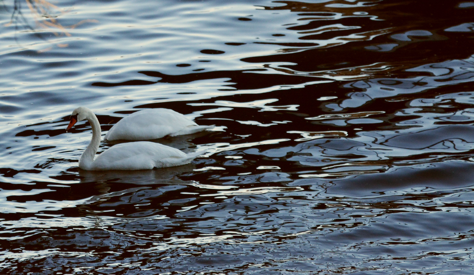 The swans and reflection