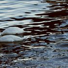 The swans and reflection