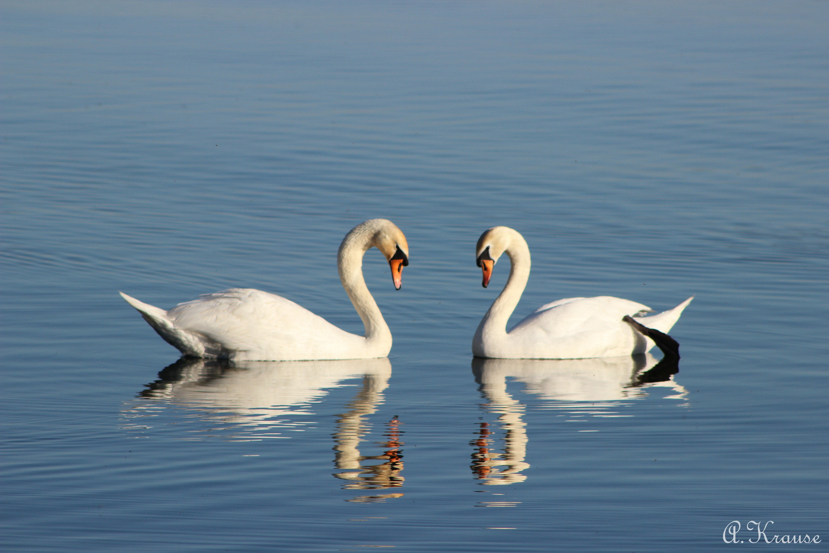 The swans