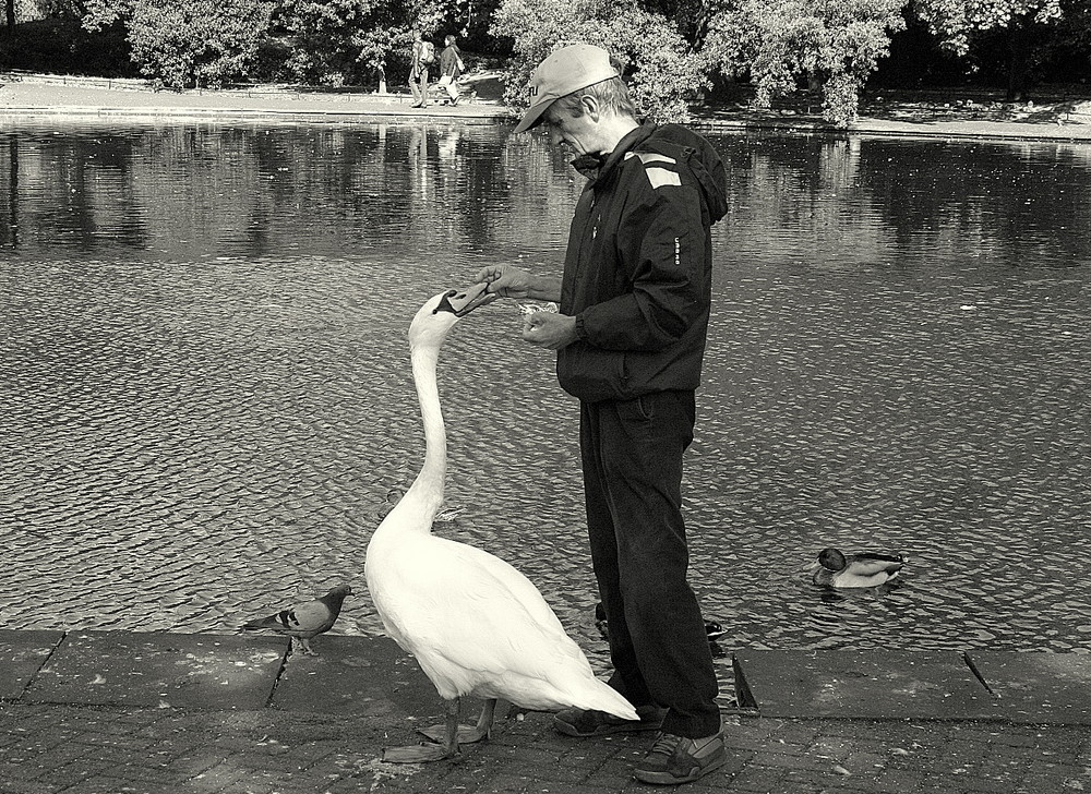 The swan´s man