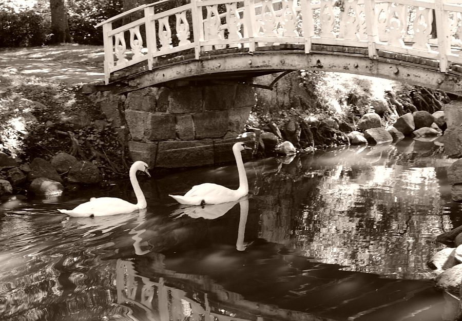The swans of an old park
