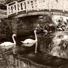 The swans of an old park