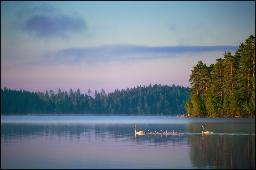 the swans of tuonela