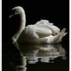 the swan's reflex