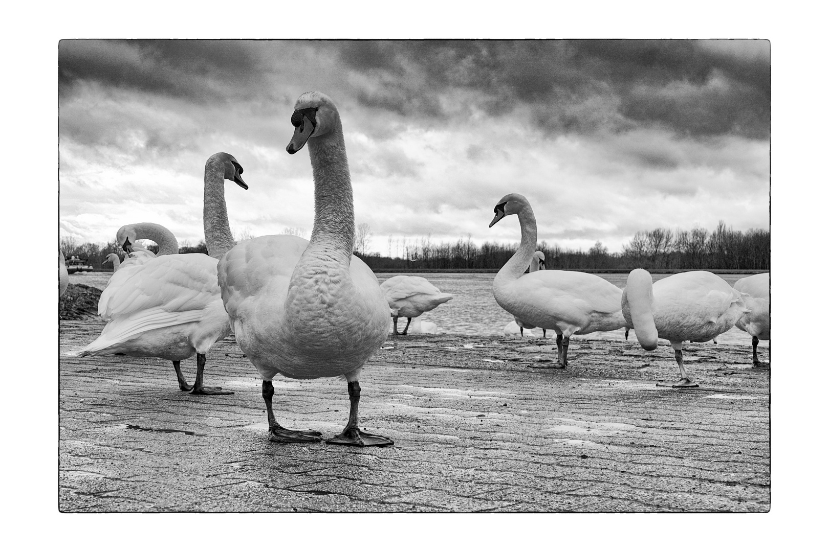 the swans_01