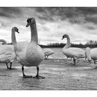 the swans_01