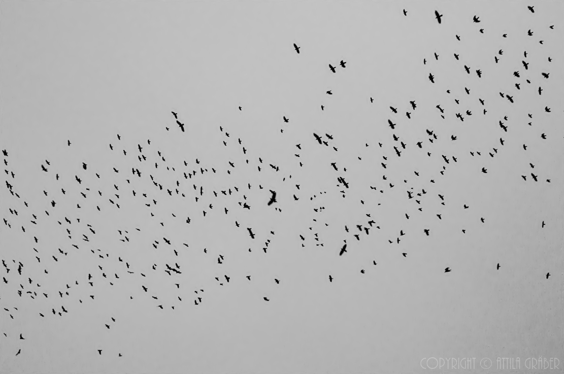 the swarm