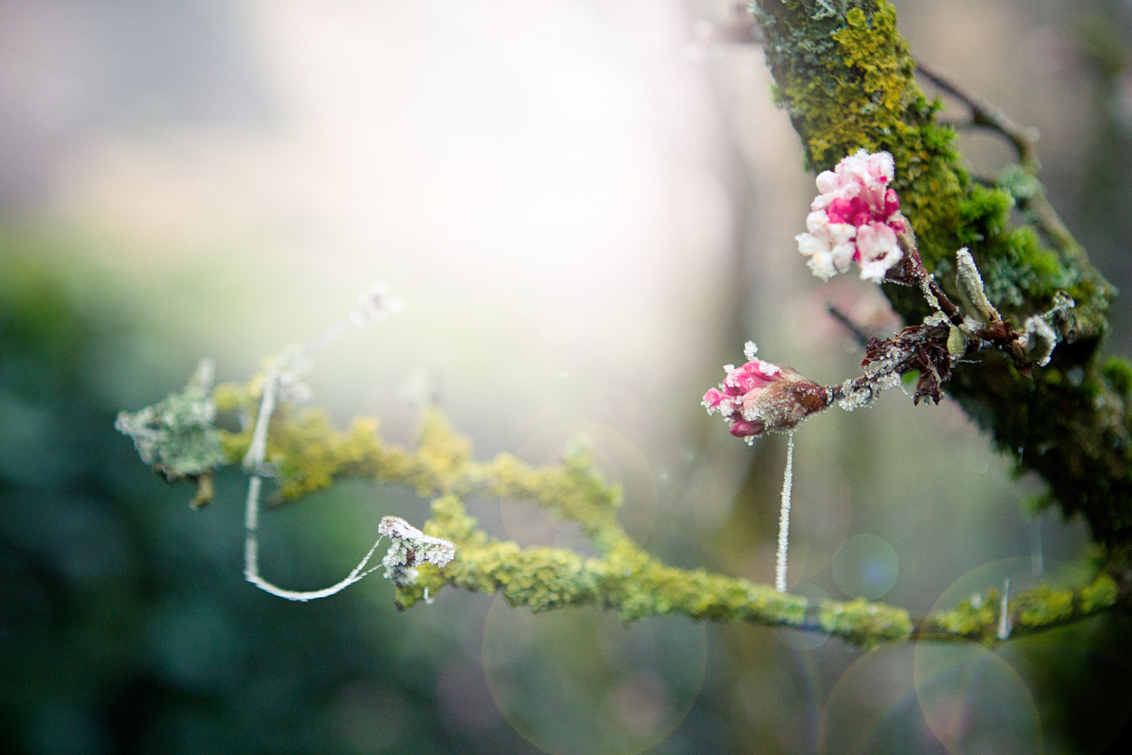 the sweetness of winter