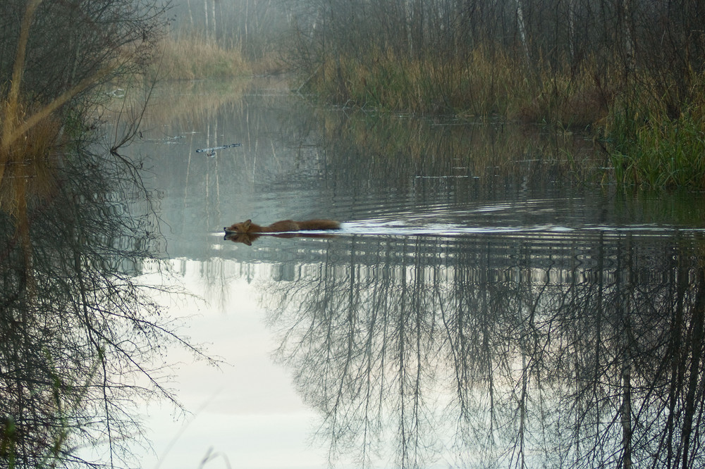 The swimming fox