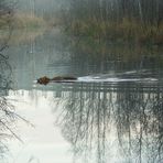 The swimming fox