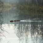 The swimming fox