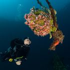 The Swinging Gaint Frogfish