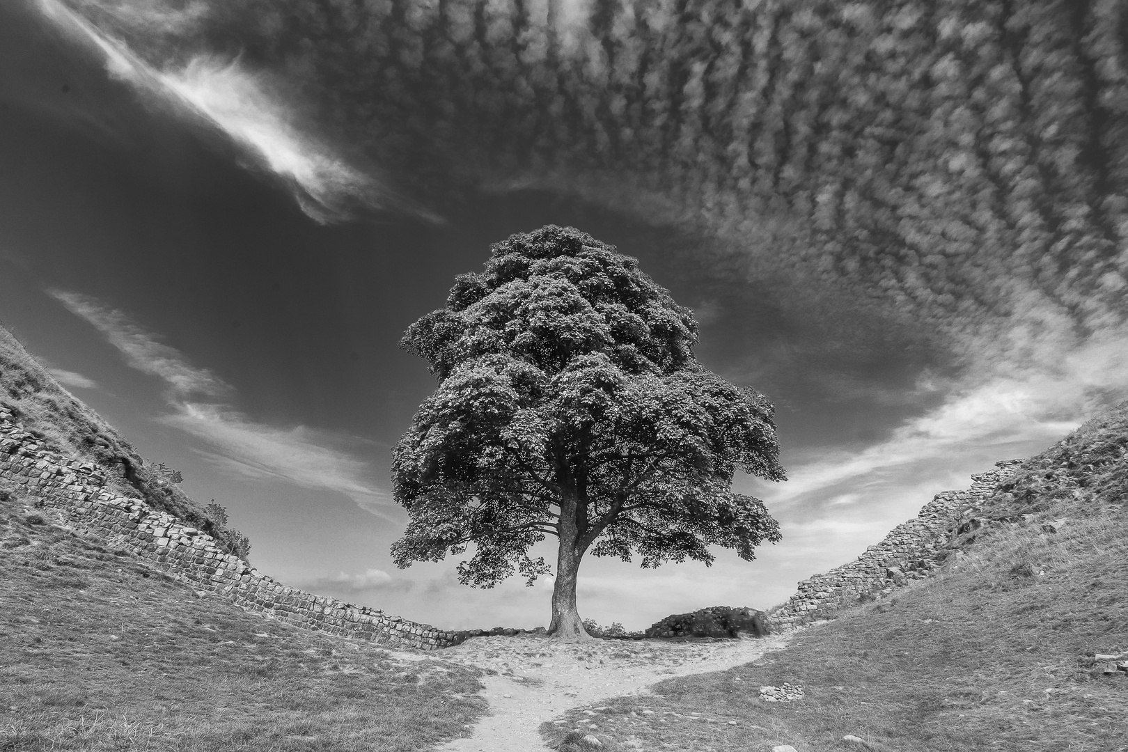 the sycamore gap 