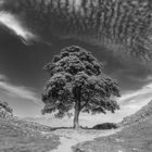 the sycamore gap 