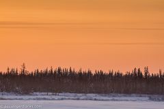 The Taiga Forest.