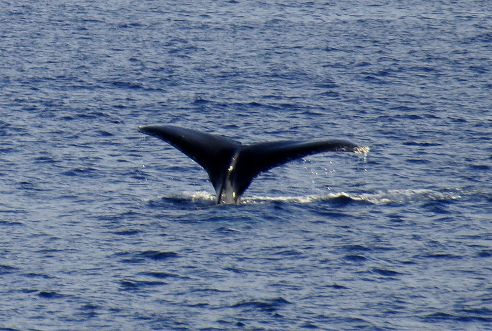 The tail of the whale