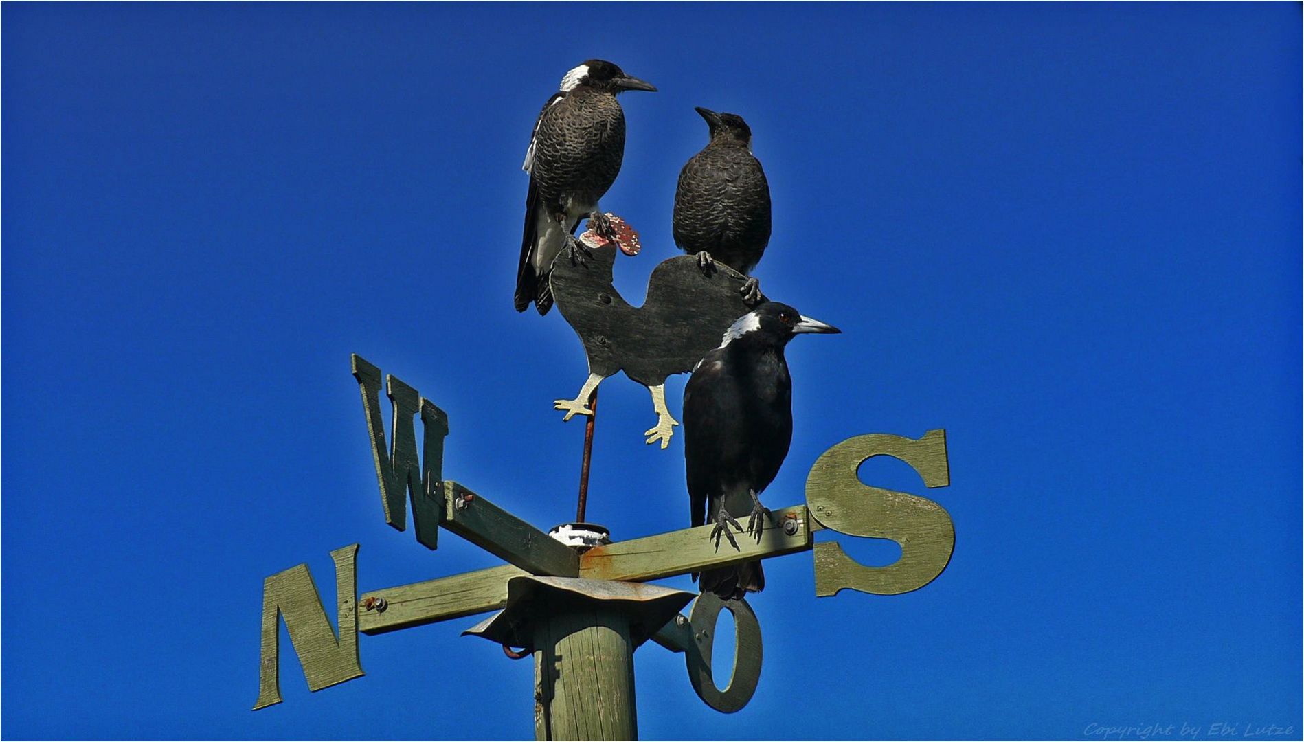 * The take over of my Weathercock *