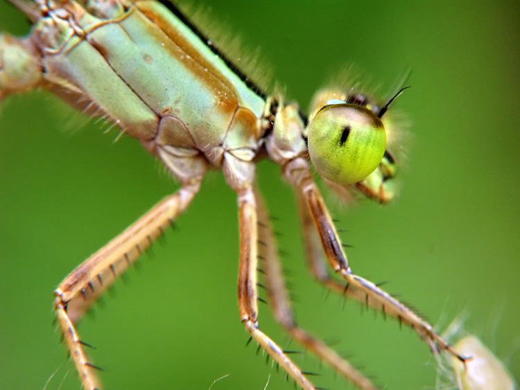 The Tall Damsel