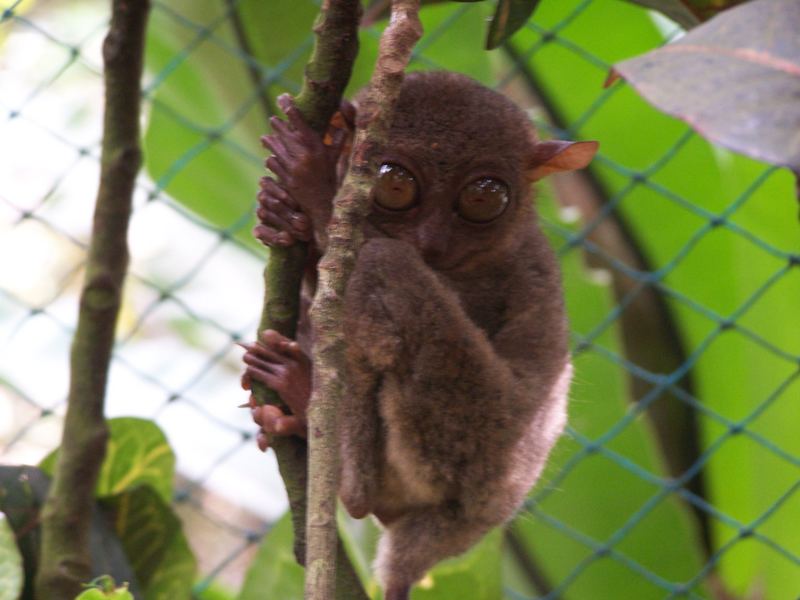 the tarsier