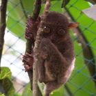 the tarsier