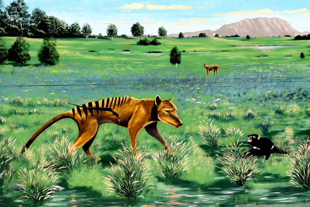 The Tasmanian tiger - Sheffield city (2)