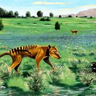 The Tasmanian tiger - Sheffield city (2)