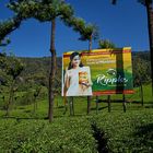 The taste of Munnar