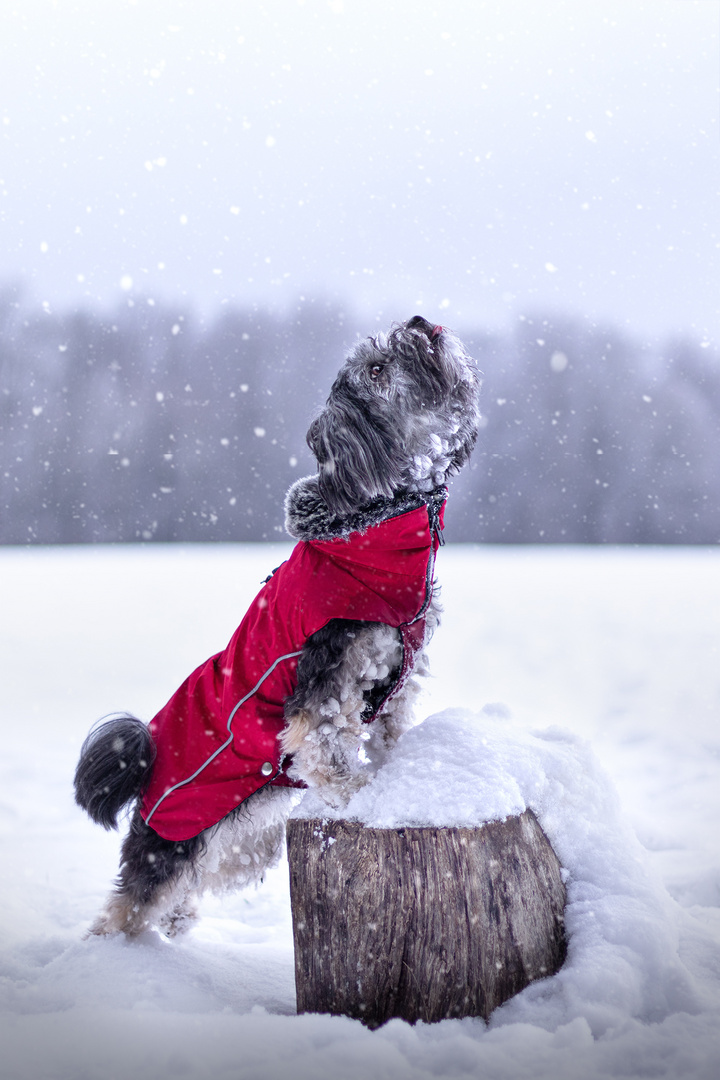 The taste of snow