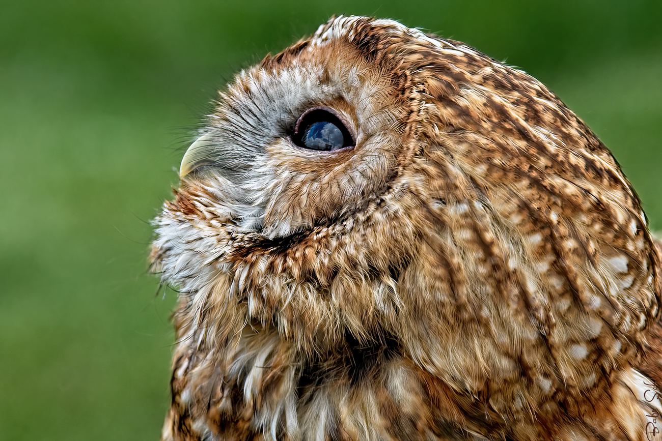 The tawny owl