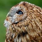 The tawny owl