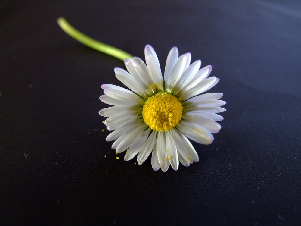 the tear of a flower