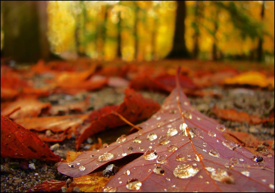 The Tears of a Leaf