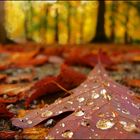 The Tears of a Leaf