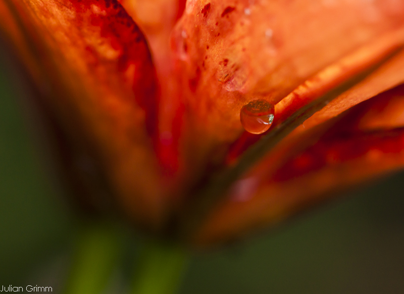 The tears of a lily.